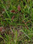 Eragrostis patens