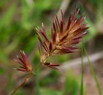Eragrostis patens