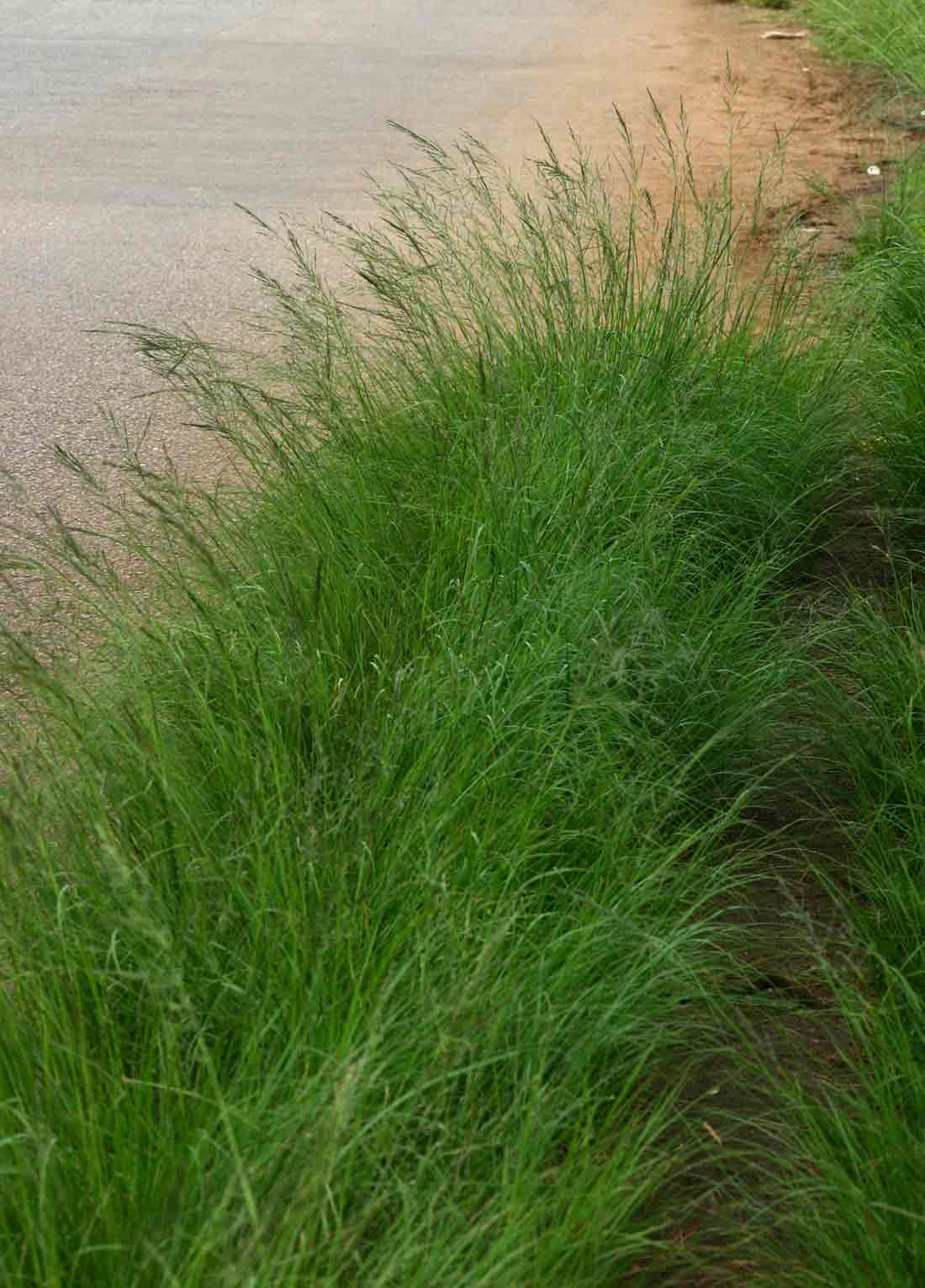 Eragrostis plana