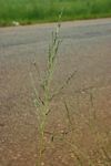 Eragrostis plana