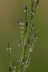Eragrostis plana