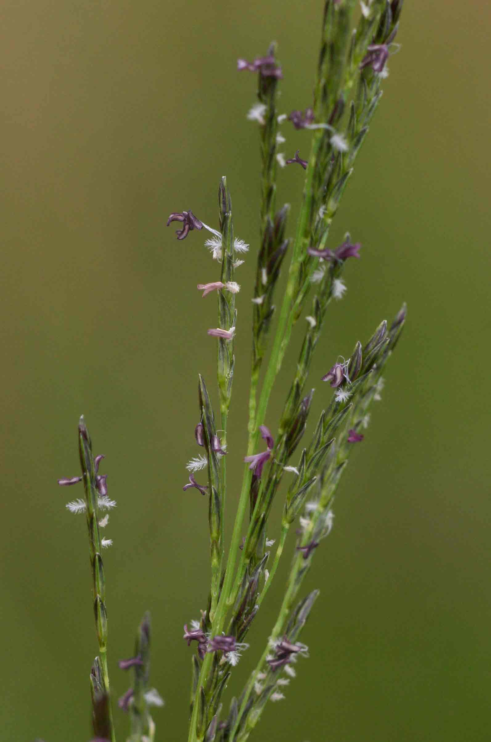 Eragrostis plana