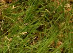 Eragrostis superba