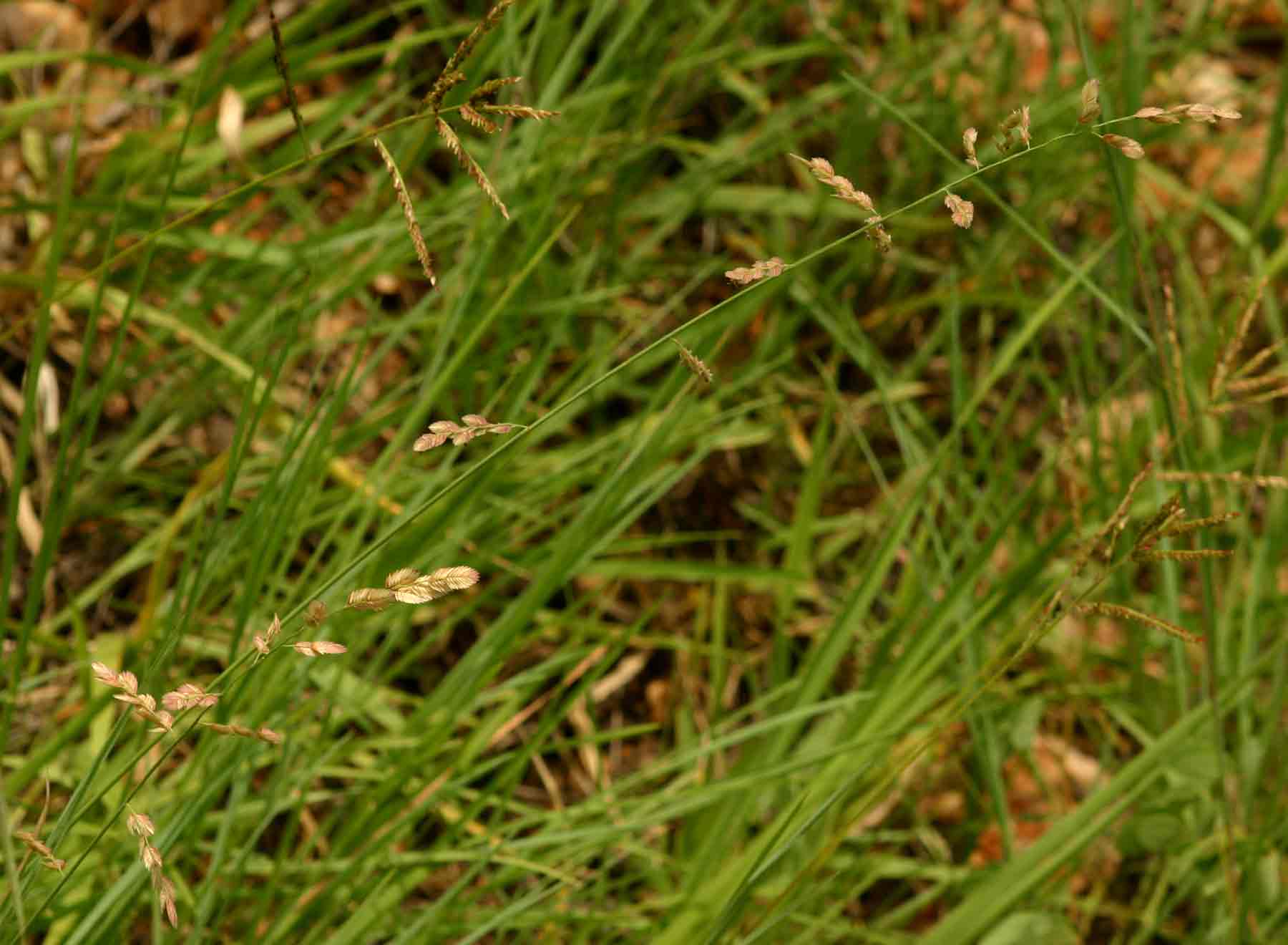 Eragrostis superba