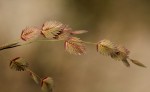 Eragrostis superba