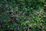 Eragrostis tenuifolia