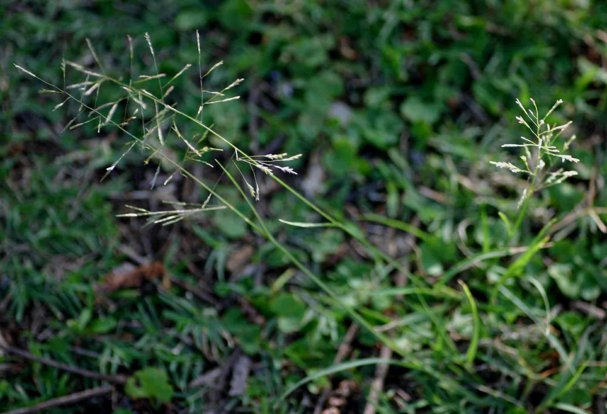 Eragrostis tenuifolia