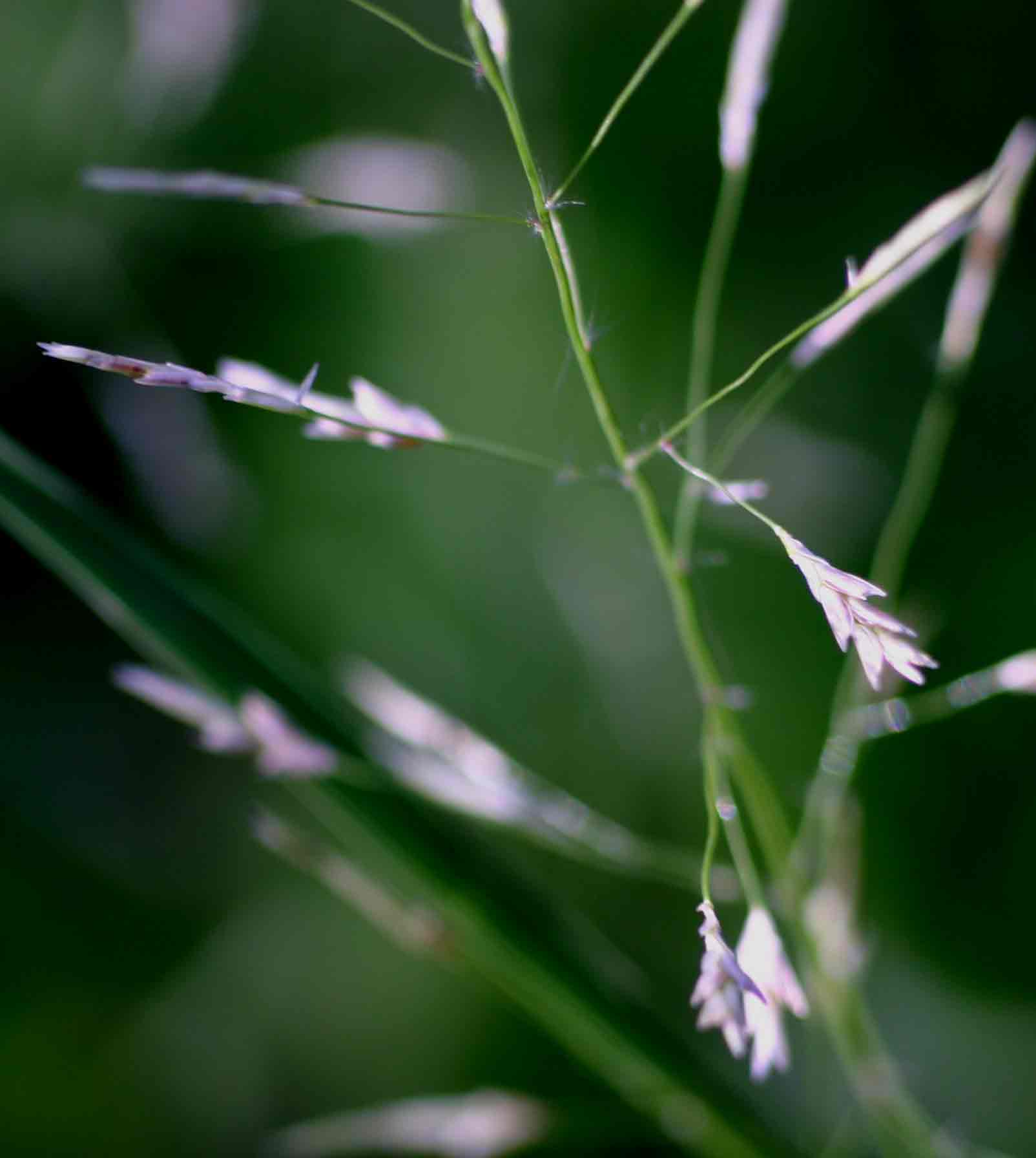 Eragrostis tenuifolia