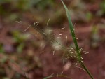 Eragrostis tenuifolia