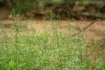 Eragrostis viscosa