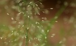 Eragrostis viscosa