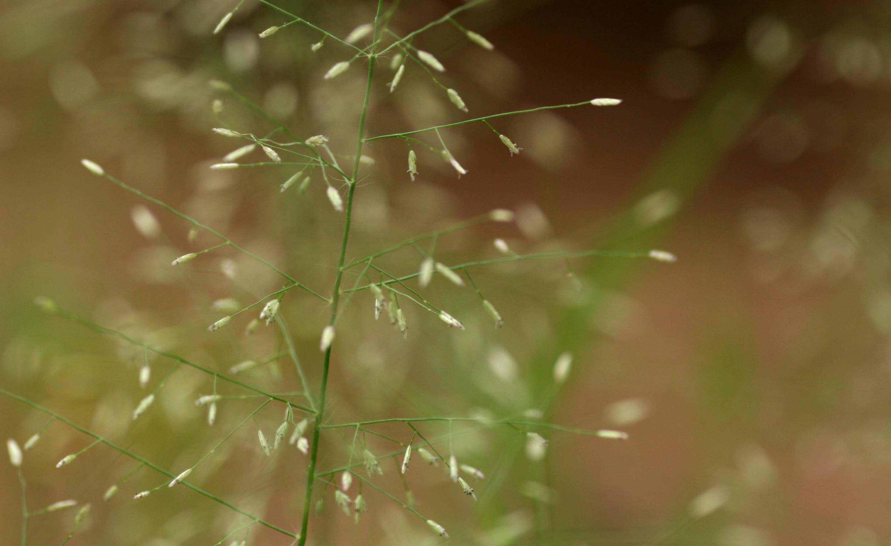 Eragrostis viscosa
