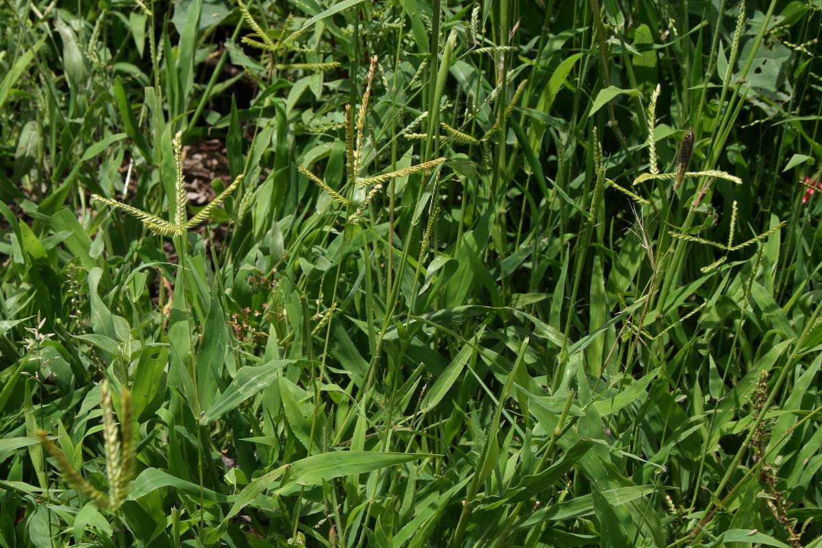 Acrachne racemosa