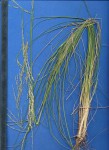 Sporobolus consimilis