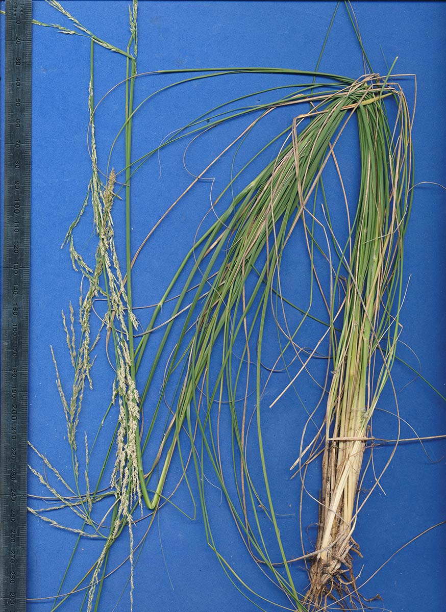 Sporobolus consimilis