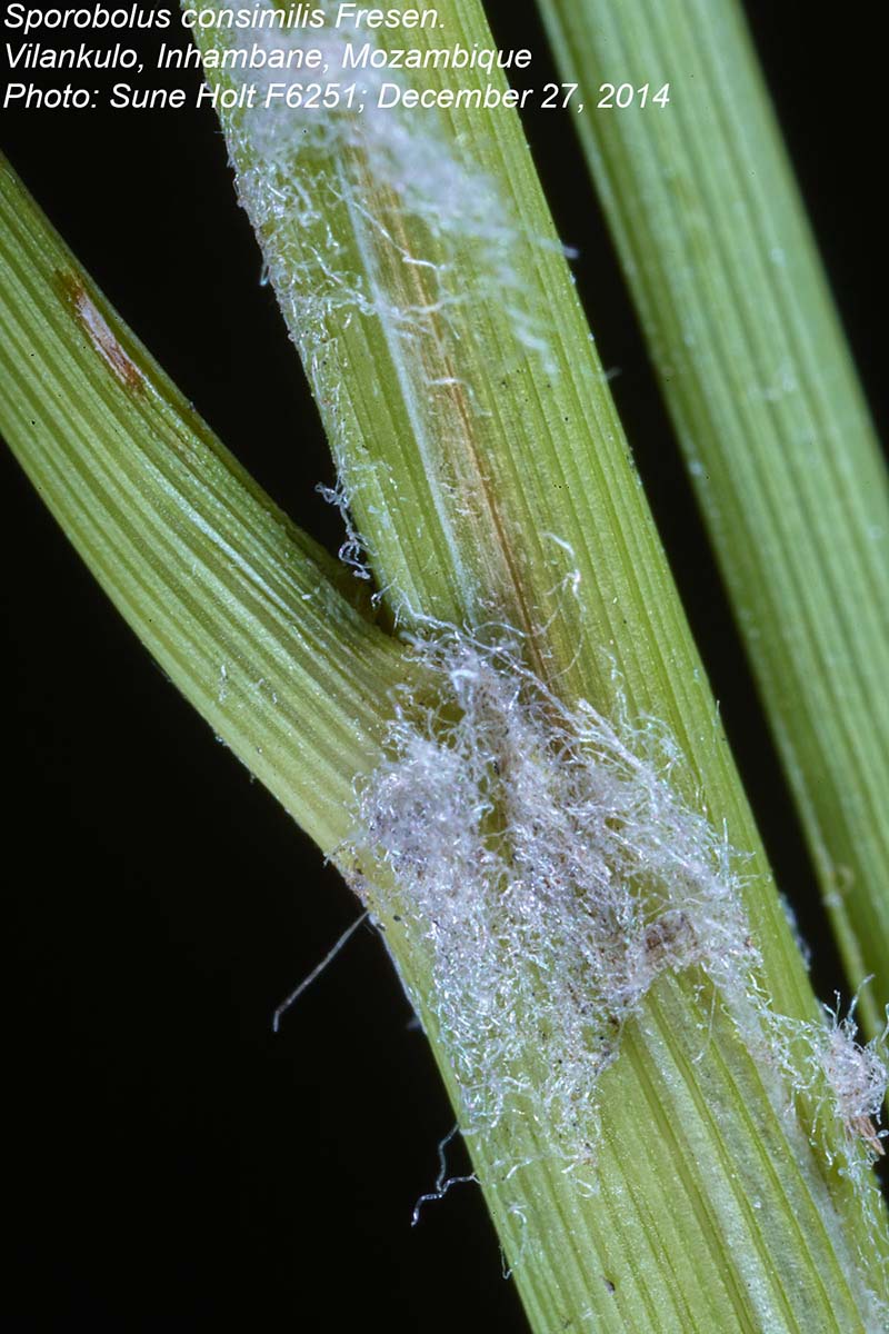 Sporobolus consimilis