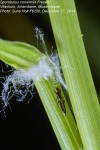 Sporobolus consimilis