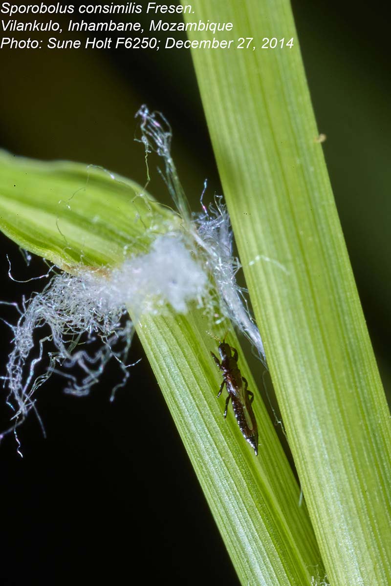 Sporobolus consimilis