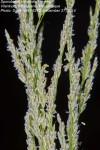 Sporobolus consimilis