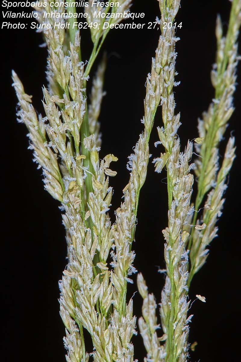 Sporobolus consimilis
