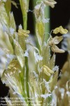 Sporobolus consimilis