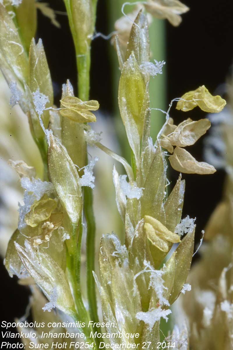 Sporobolus consimilis