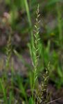 Sporobolus molleri
