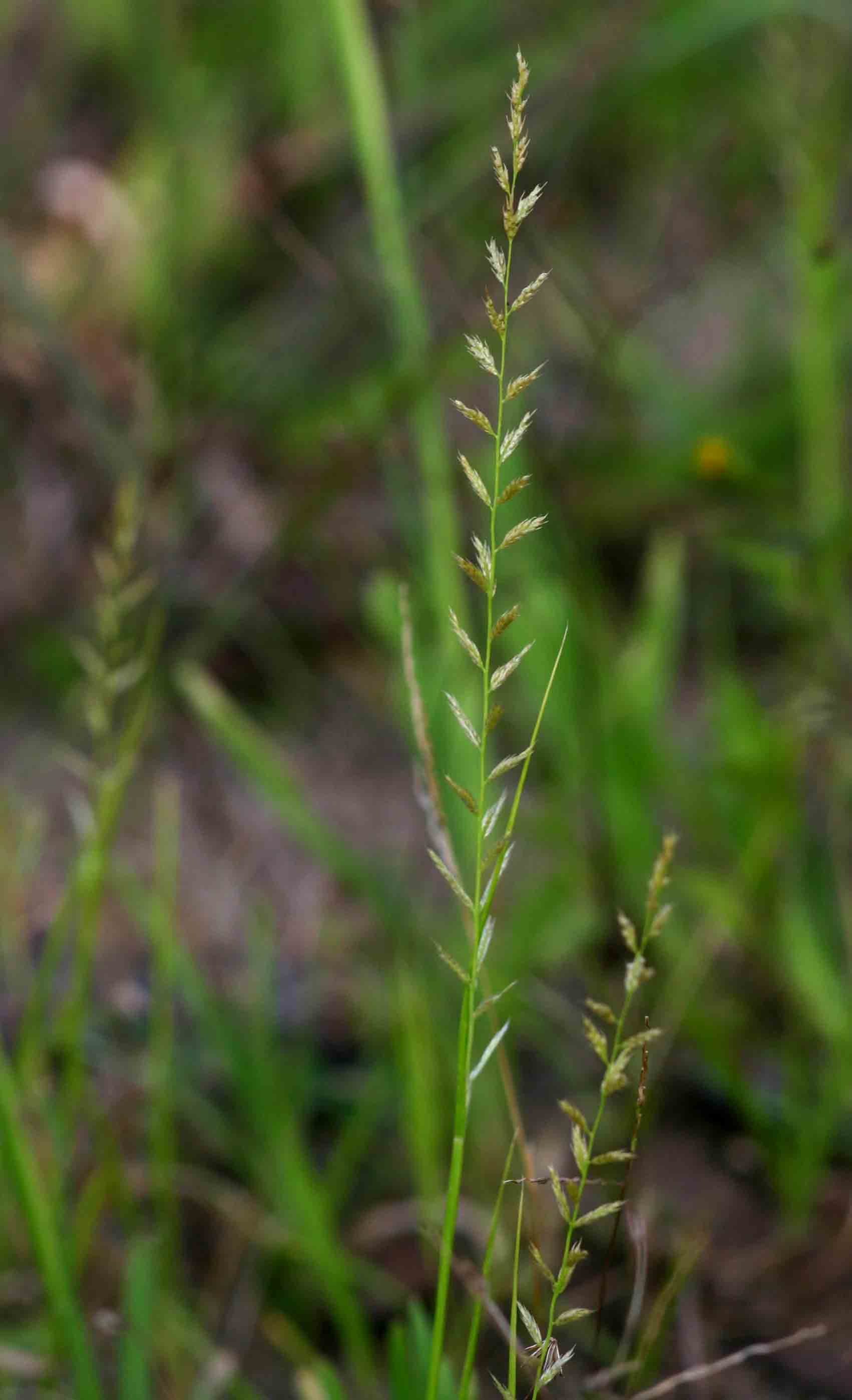 Sporobolus molleri