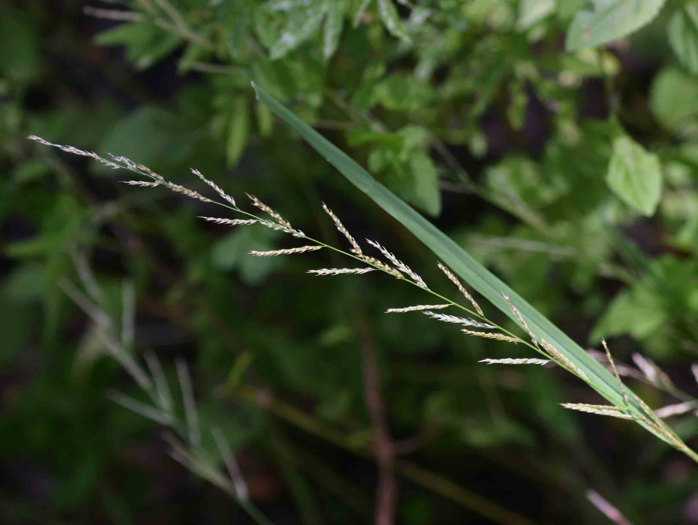Sporobolus molleri