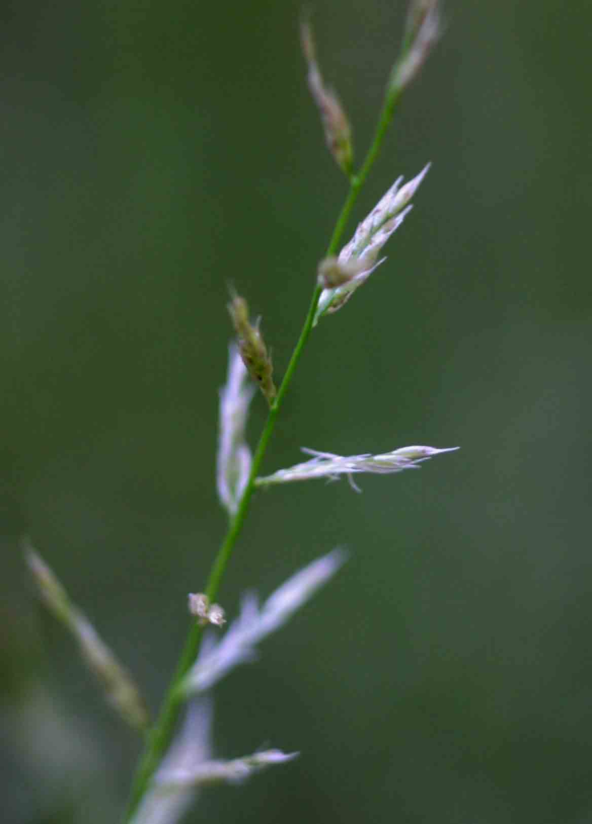 Sporobolus molleri