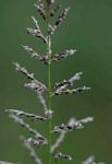 Sporobolus pyramidalis