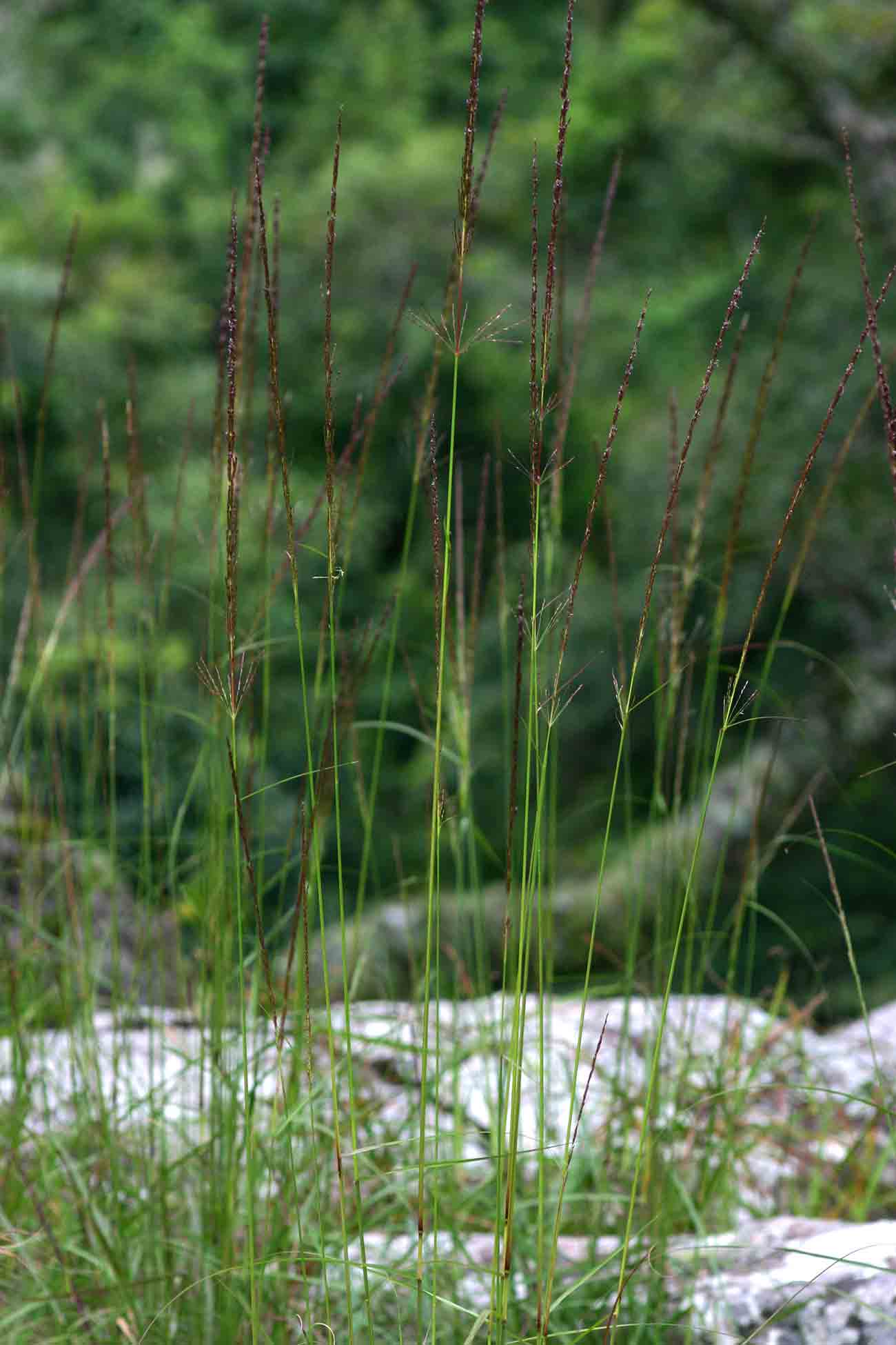 Sporobolus sanguineus