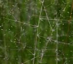 Sporobolus subtilis