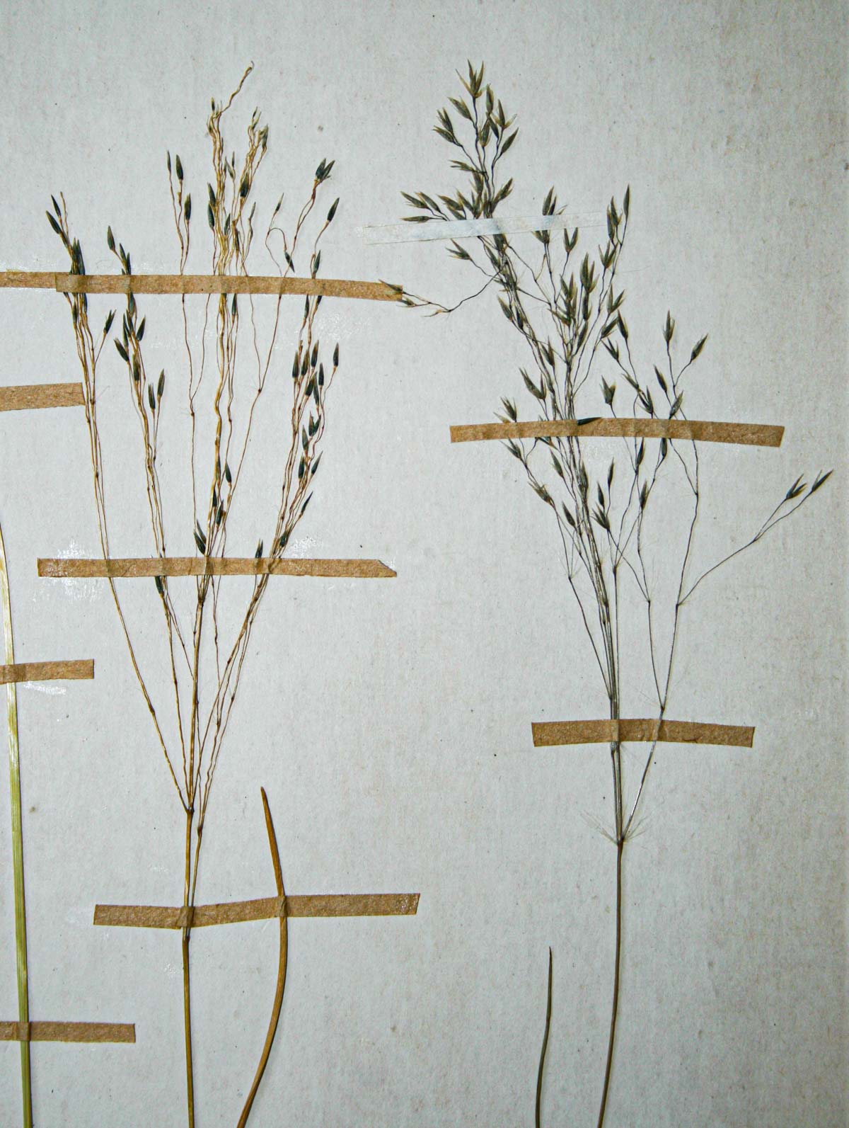 Sporobolus subtilis