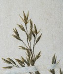 Sporobolus subtilis