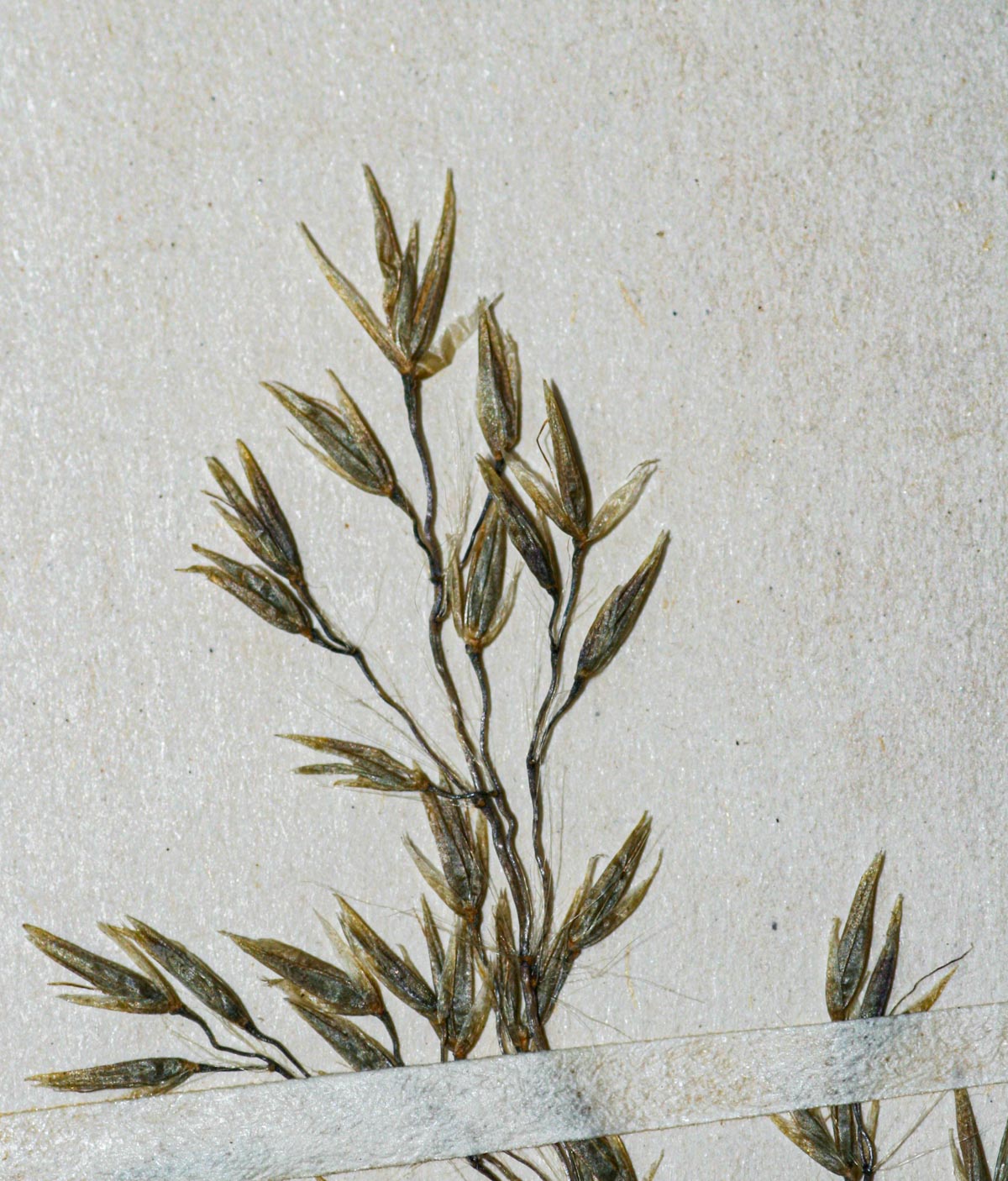 Sporobolus subtilis