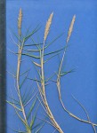 Sporobolus virginicus