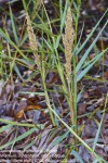 Sporobolus virginicus