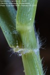 Sporobolus virginicus