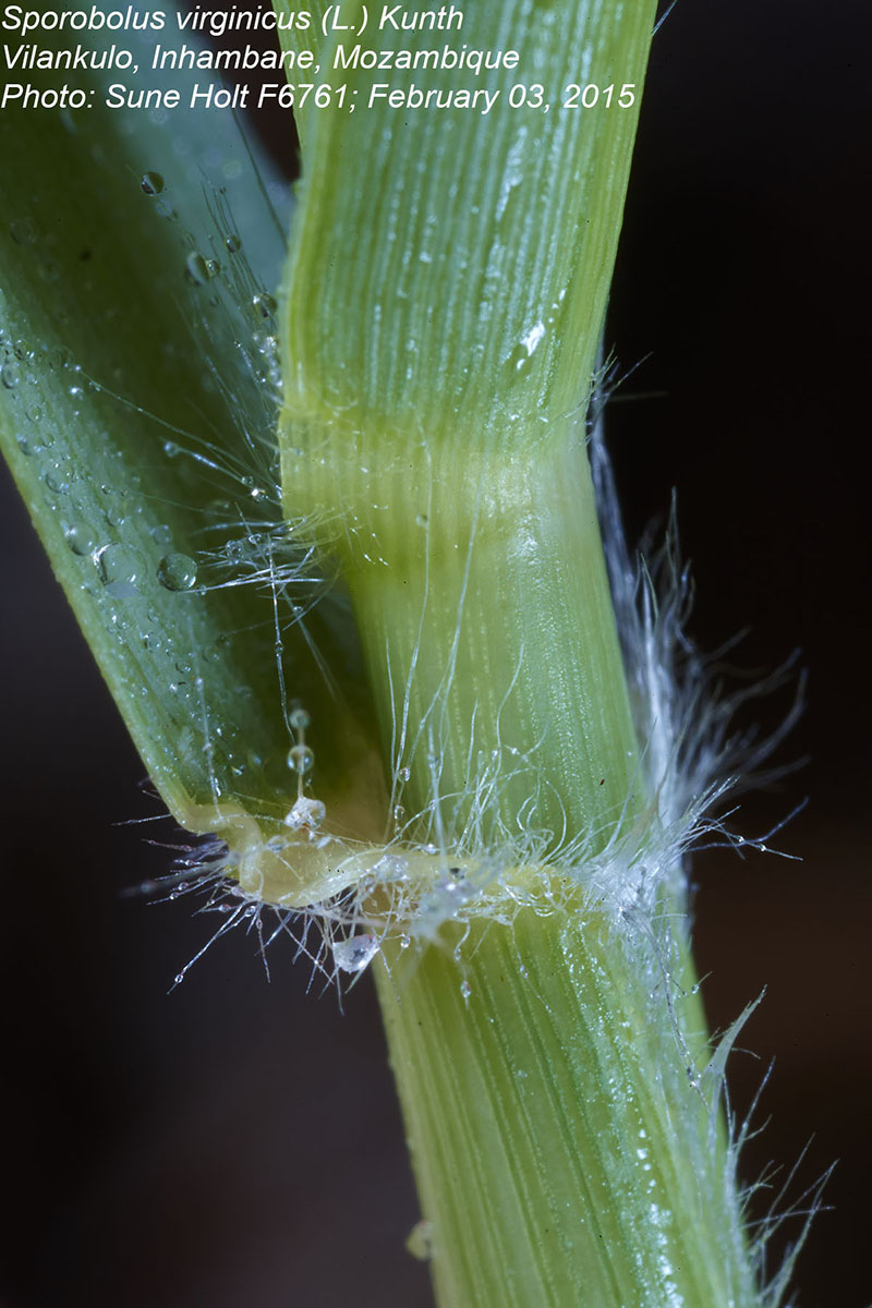 Sporobolus virginicus