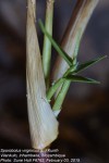 Sporobolus virginicus