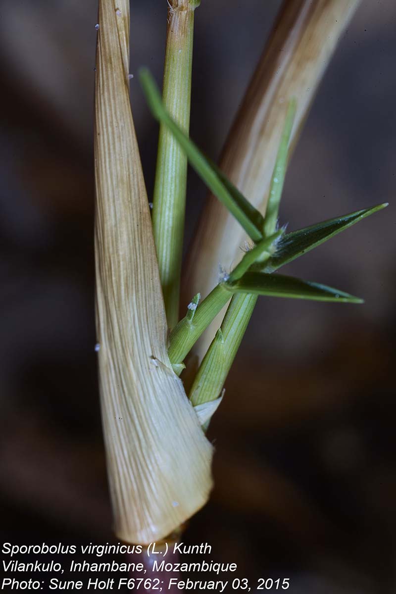 Sporobolus virginicus