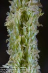 Sporobolus virginicus