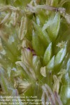 Sporobolus virginicus