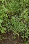 Tetrapogon tenellus