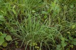 Tetrapogon tenellus