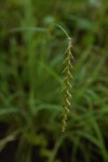 Tetrapogon tenellus