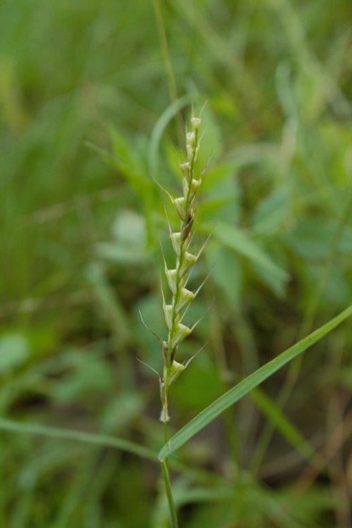 Tetrapogon tenellus