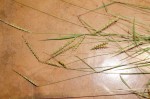 Tetrapogon tenellus