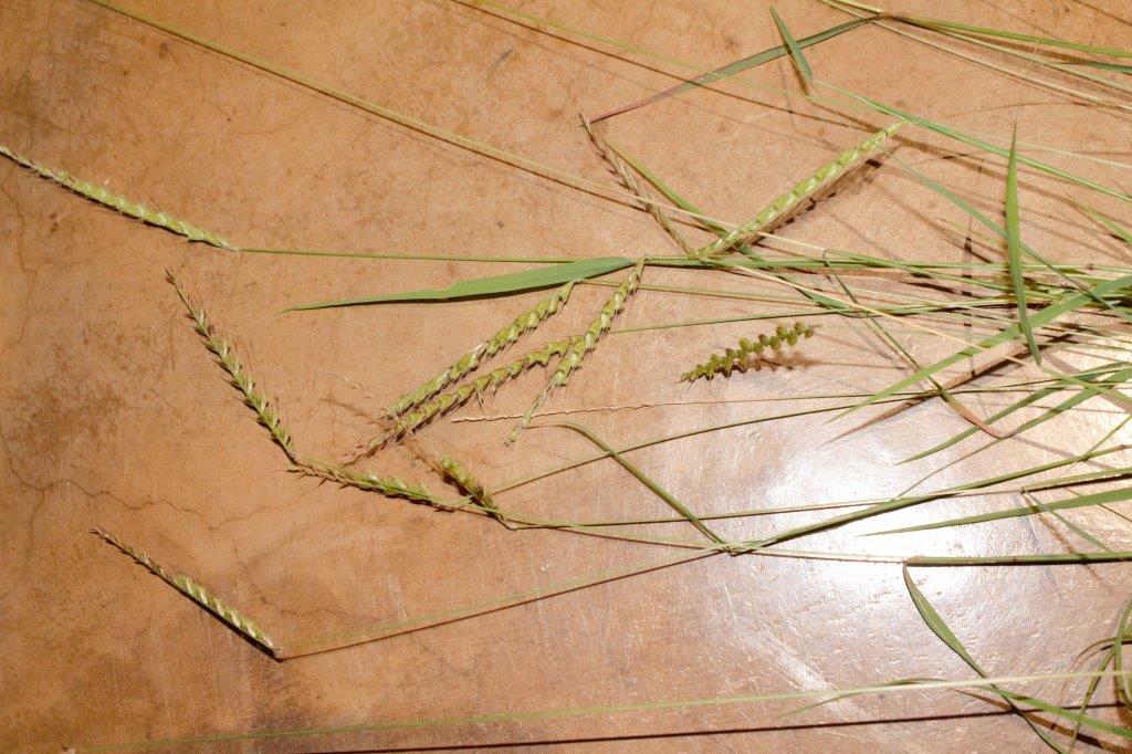 Tetrapogon tenellus